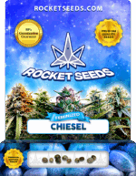 Chiesel Strain Feminized Marijuana Seeds