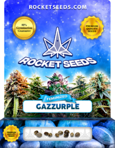 Gazzurple Strain Feminized Marijuana Seed