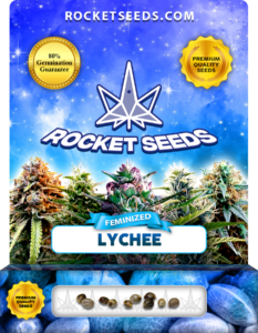 Lychee Strain Feminized Marijuana Seeds