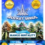 Mango Mintality Strain Feminized