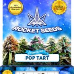 Pop Tart Strain Feminized