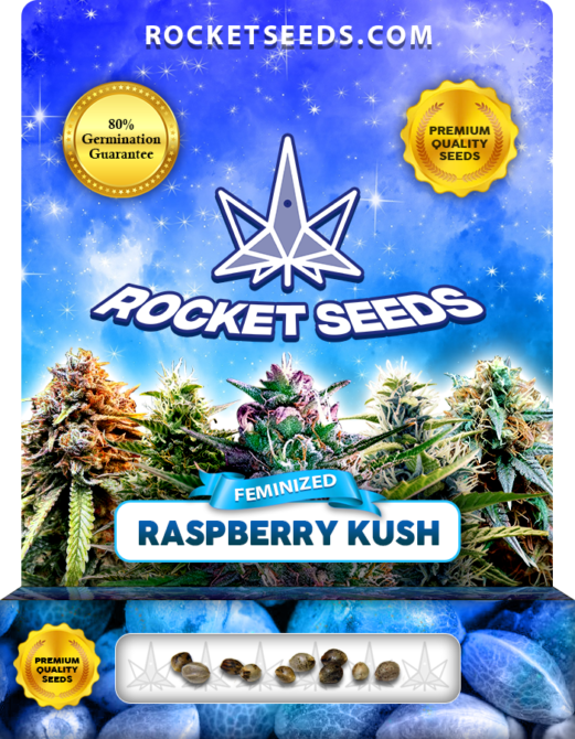 Raspberry Kush Feminized