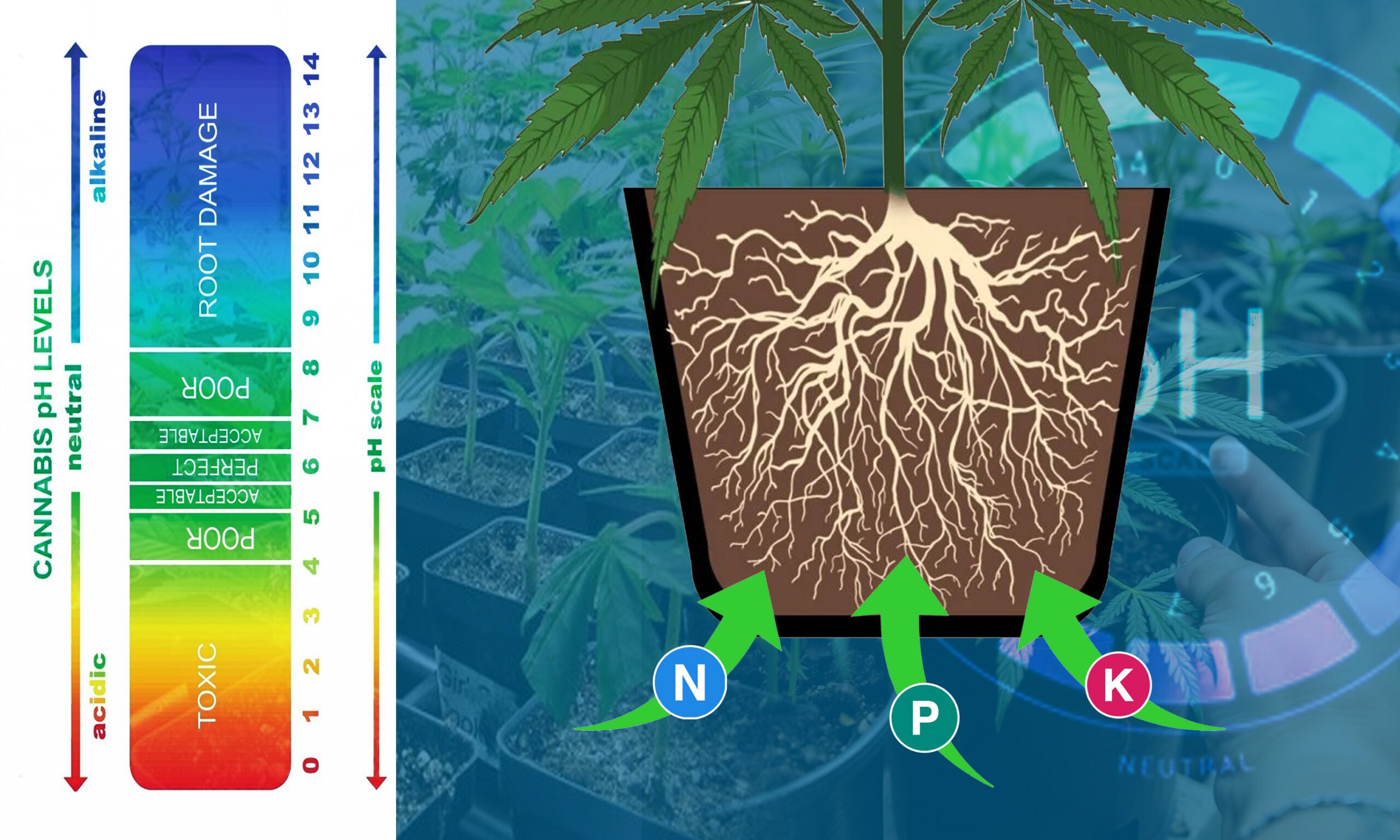 Soil pH for Cannabis: What Does It Do? 