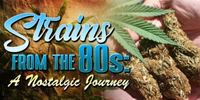 Strains From The 80s