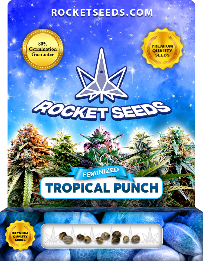 Tropical Punch Strain Feminized Marijuana Seeds