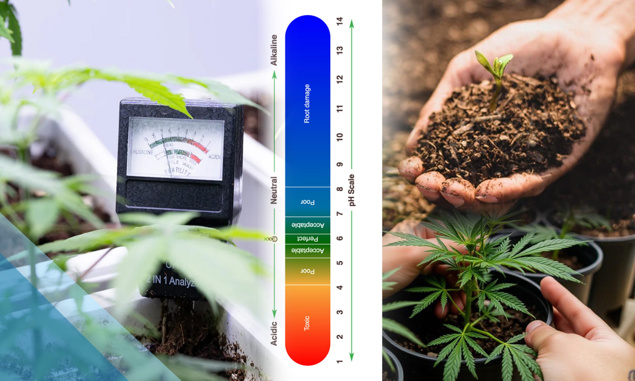 Understanding pH for Cannabis in Soil 