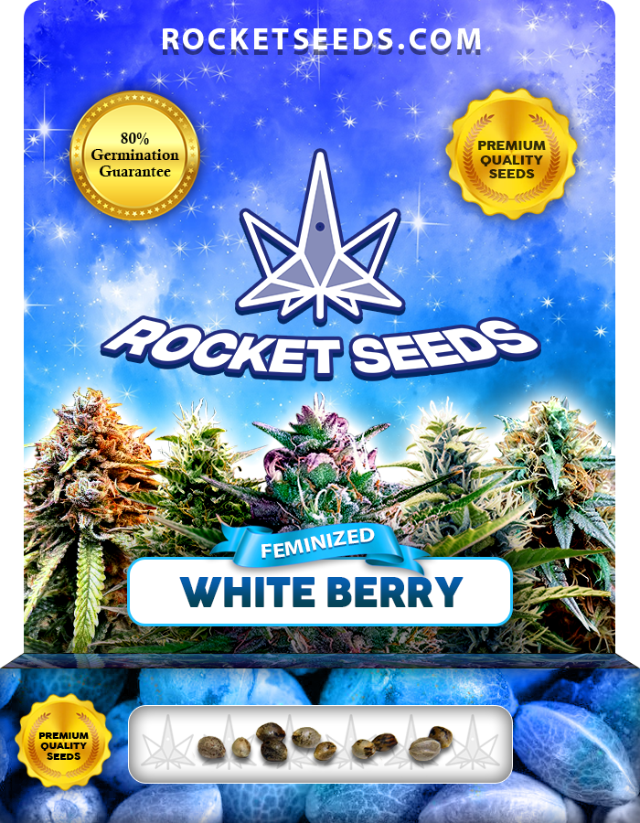 White Berry Strain Feminized Marijuana Seeds