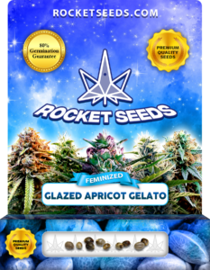 Glazed Apricot Gelato Strain Feminized Marijuana Seeds