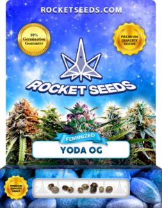 Yoda OG Strain Feminized Marijuana Seeds