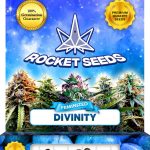 Divinity Strain Feminized
