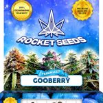 Gooberry Strain Feminized