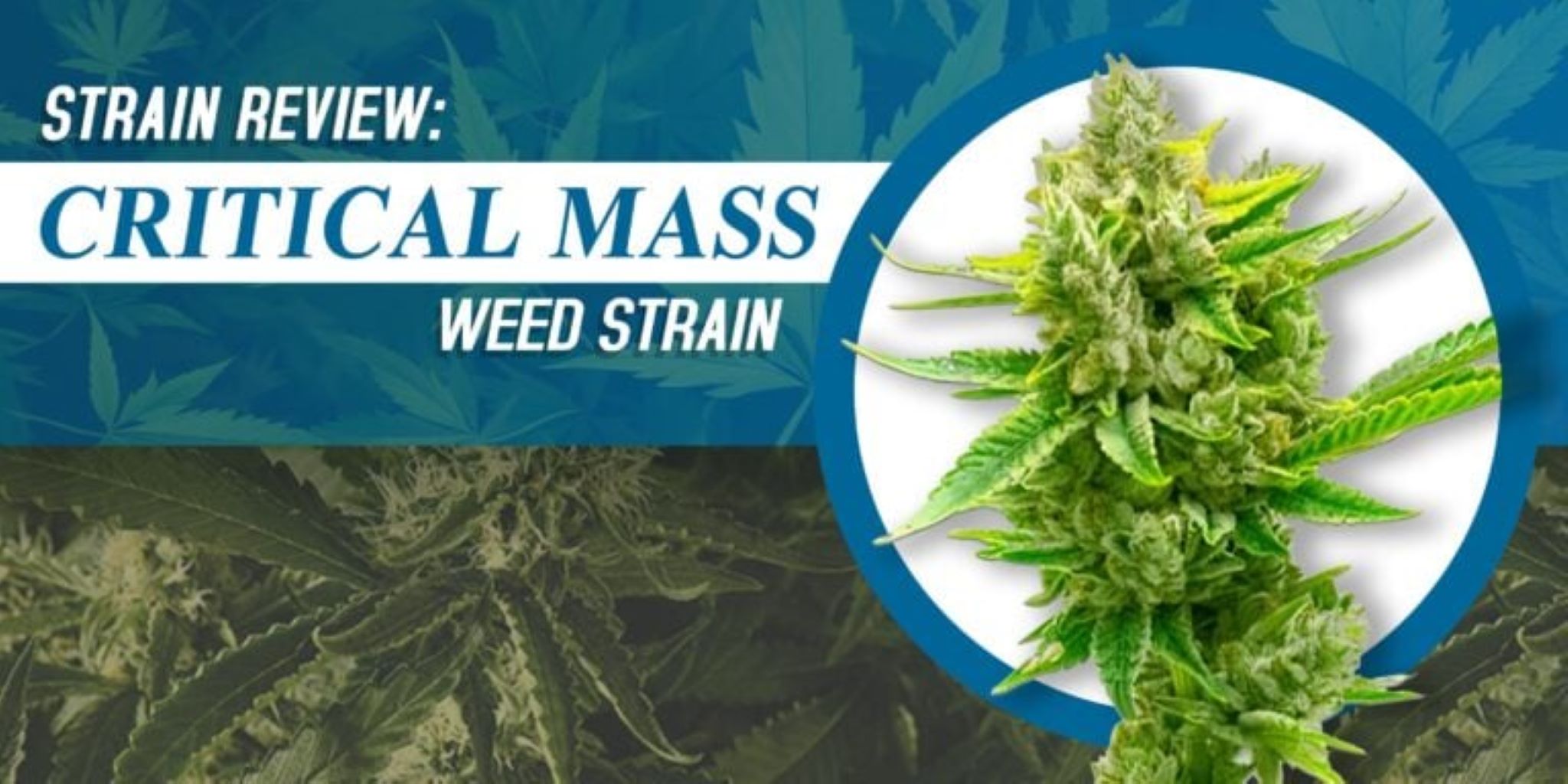 Strain Review: Critical Mass Weed Strain