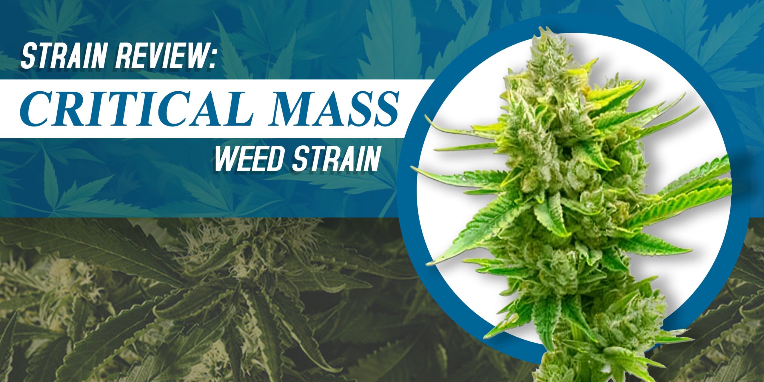 Critical Mass Weed