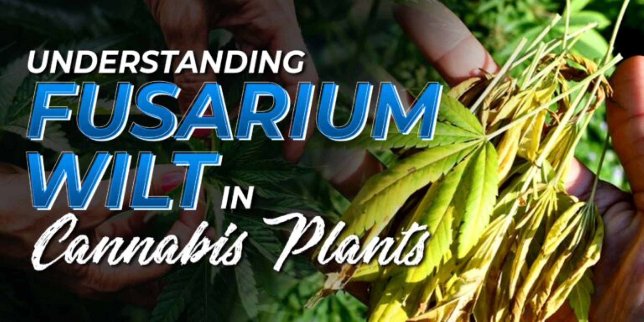 Understanding Fusarium Wilt in Cannabis Plants