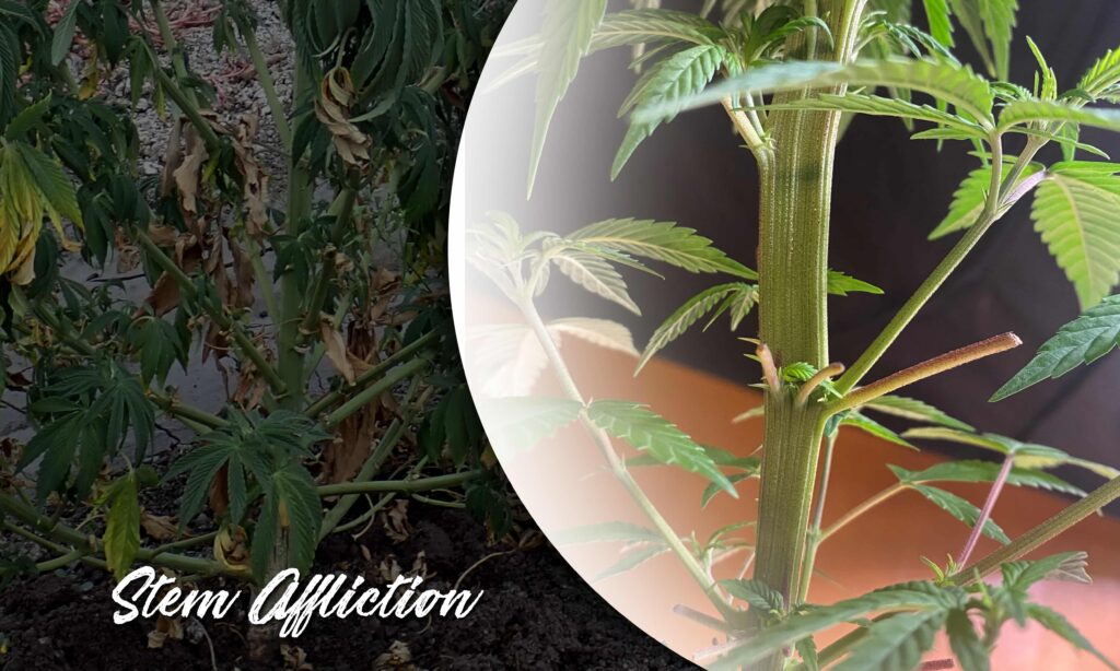 Understanding Fusarium Wilt in Cannabis Plants - Rocket Seeds