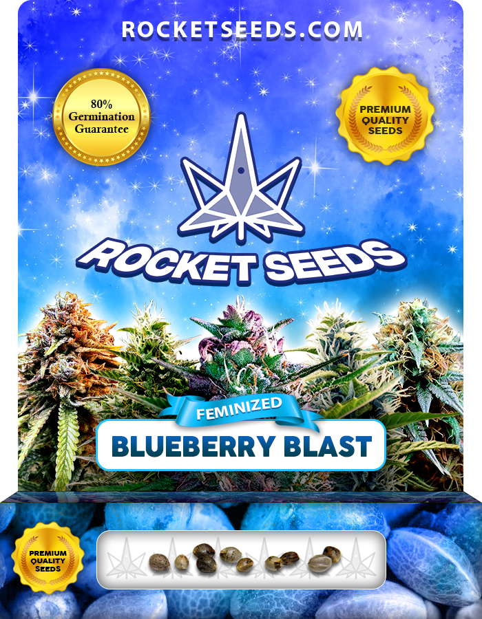 Blueberry Blast Strain Feminized Marijuana Seeds