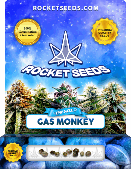 Gas Monkey Strain Feminized Marijuana Seeds Rocket Seeds