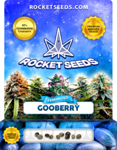 Gooberry Strain Feminized Marijuana Seeds