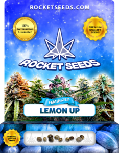 Lemon Up Strain Feminized Marijuana Seeds