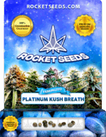 Platinum Kush Breath Feminized Marijuana Seeds