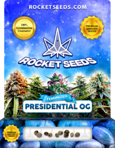 Presidential OG Strain Feminized Marijuana Seeds