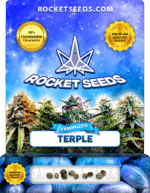 Terple Strain Feminized Marijuana Seeds