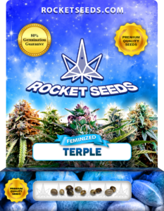 Terple Strain Feminized Marijuana Seeds