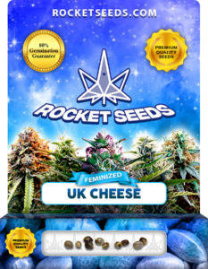 UK Cheese Strain Feminized Marijuana Seeds