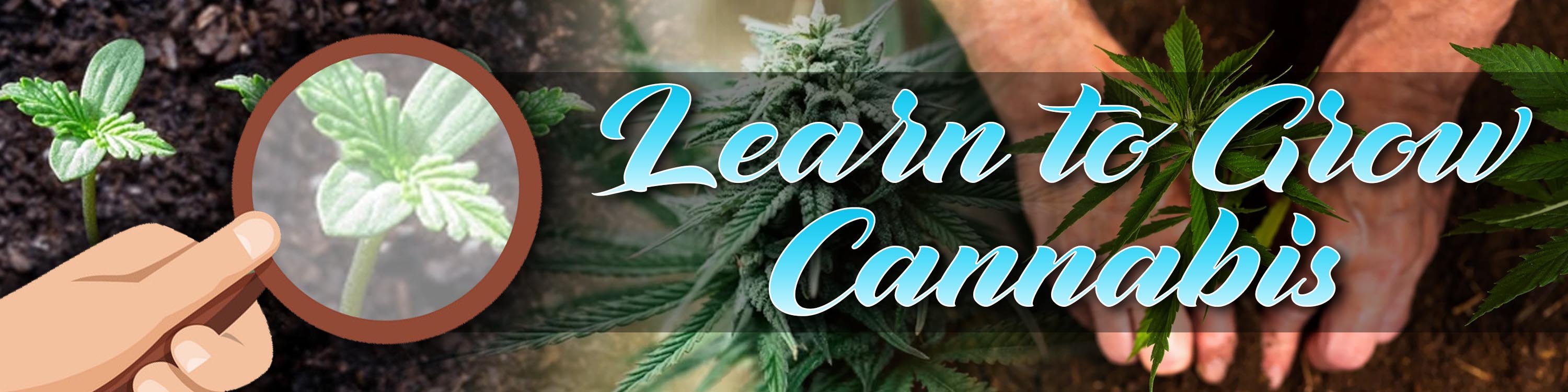 Learn To Grow Cannabis