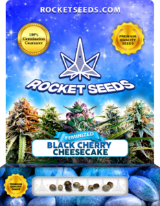 Black Cherry Cheesecake Strain Feminized Marijuana Seeds