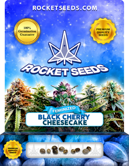 Black Cherry Cheesecake Strain Feminized