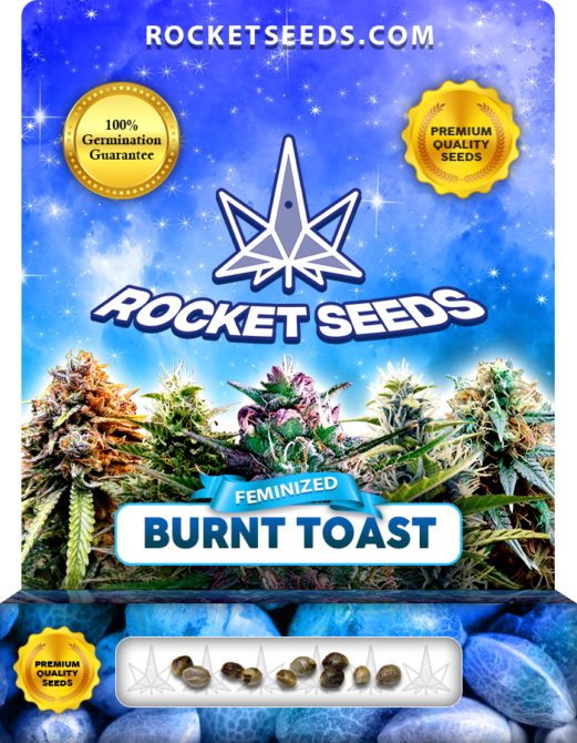 Burnt Toast Strain Feminized