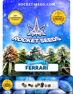 Ferrari Strain Feminized Marijuana Seeds