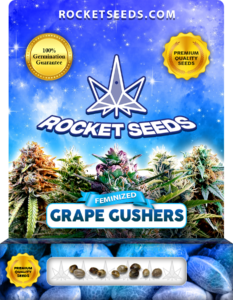 Grape Gushers Strain Feminized Marijuana Seeds