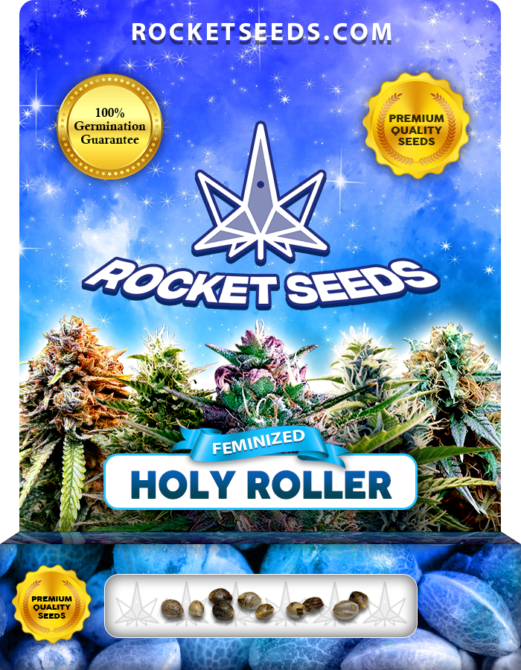 Holy Roller Strain Feminized