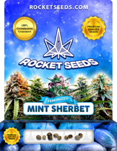 Mint Sherbet Strain Feminized Marijuana Seeds