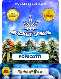 Popscotti Strain Feminized Marijuana Seeds