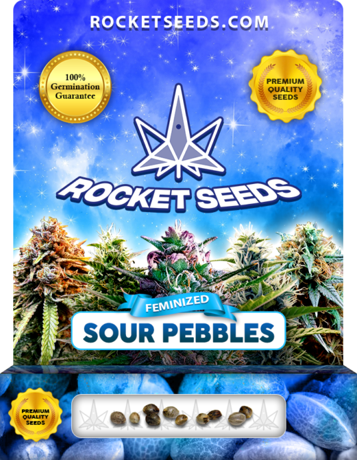 Sour Pebbles Strain Feminized