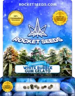 White Bubblegum Gelato Strain Feminized Marijuana Seeds