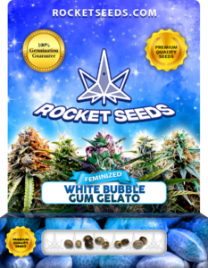 White Bubblegum Gelato Strain Feminized Marijuana Seeds