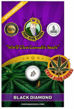 Black Diamond Strain Autoflowering Marijuana Seeds
