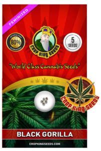 Black Gorilla Strain Feminized Marijuana Seeds