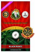 Black Runtz Strain Feminized Marijuana Seeds