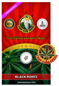 Black Runtz Strain Feminized Marijuana Seeds