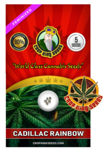 Cadillac Rainbow Strain Feminized Marijuana Seeds