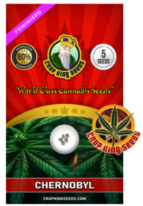 Chernobyl Strain Feminized Marijuana Seeds