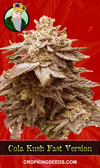 Cola Kush Fast Version