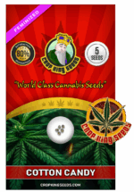 Cotton Candy Strain Feminized Marijuana Seeds