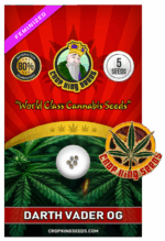 Darth Vader OG Strain Feminized Marijuana Seeds