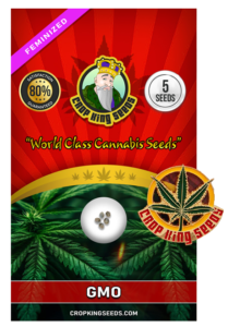 GMO Strain Feminized Marijuana Seeds